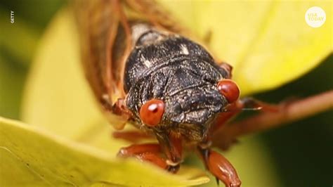 Periodical cicadas are returning in 15 states after 17 years underground