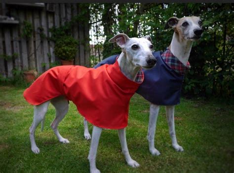 The whippet coats