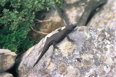 What eats the armadillo lizard - hohpacache