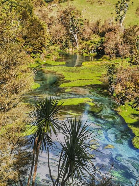 Colourful Waters of the Blue Springs Near Putaruru in the North Island of New Zealand Stock ...