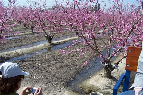 VISIT VISALIA ORCHARD AND BLOSSOM TRAIL MAP IS AVAILABLE