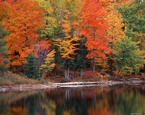 Hiawatha National Forest, Michigan | Fall is in the Air | Nature tree ...