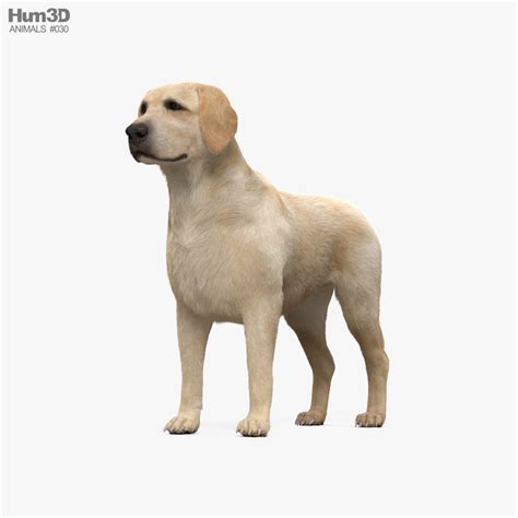 Animado Labrador retriever Modelo 3D - Descargar Mammalia on 3DModels.org