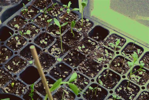Aprende a secar las plantas medicinales de tu huerto con estos sencillos pasos | Plantas ...