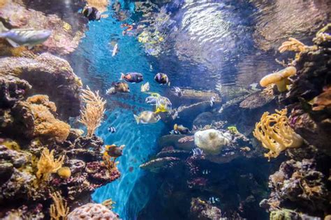 Barcelona Aquarium: Skip-the-Line Admission Ticket | GetYourGuide