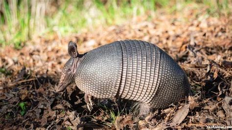 Armadillo In Florida: Everything You Need To Know