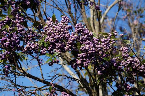 Purple berries (Syzygium francisii) - Francis' Water Gum | Flickr