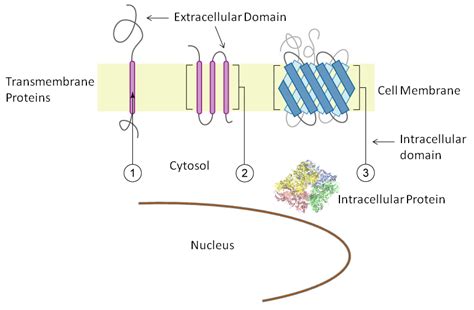 Immunofluorescence Labeling Kit (INF-1)