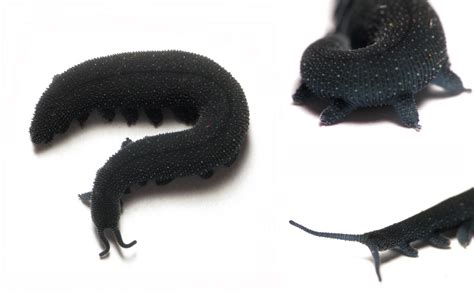 The Creature Feature: 10 Fun Facts About Velvet Worms | WIRED