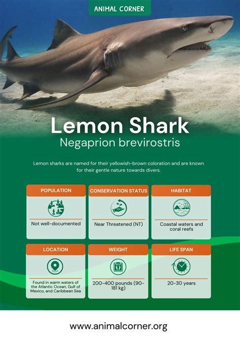 Lemon Shark - Masters of Mangroves and Shallow Waters - Animal Corner