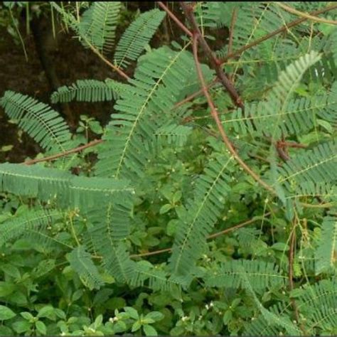 (PDF) Medicinal Properties of the Sesbania grandiflora Leaves