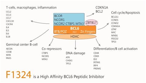 F1324 is a High Affinity BCL6 Peptidic Inhibitor - Network of Cancer ...