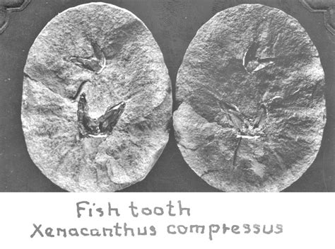 Fish, including teeth, scales (Rhizodus reticulatus) and a complete fossil fish, page 120