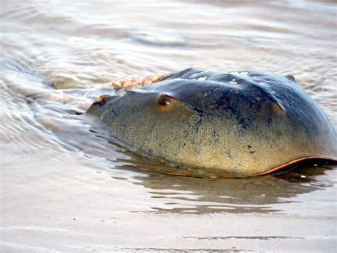 Closeup of Horseshoe Crab Eggs on Beach Along the Tidal Waters Along ...