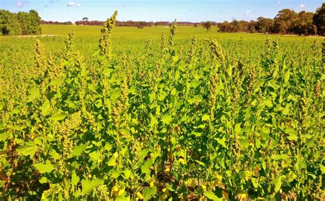 Quinoa: Ancient Grain, Superfood - Three Farmers