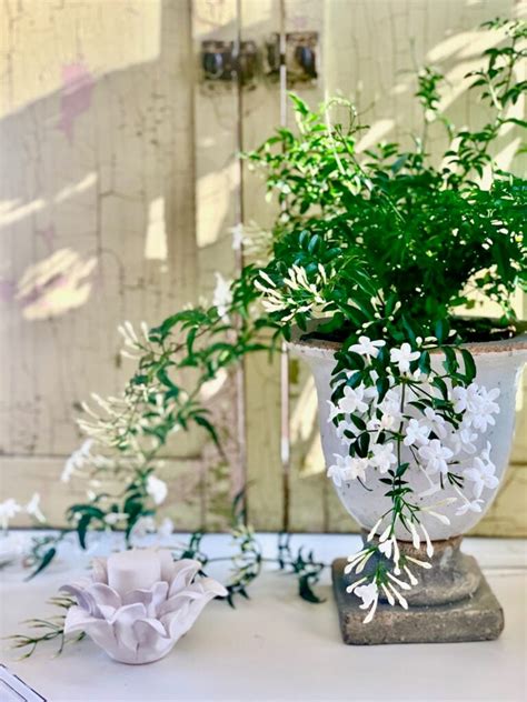 Indoor Jasmine Care: Tips for a Healthy and Happy Plant - Celebrated Nest