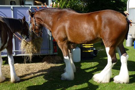 P1030923 | Clydesdale Horse Show 2015 at Duthie Park, Aberde… | Flickr