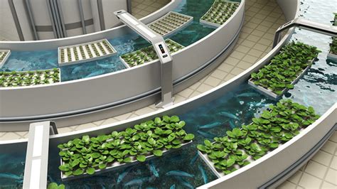 Best Plants For Aquaponics System Of Gardening. - Gardening Heavn