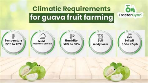 Guava Fruit Farming - A Complete Guide For Farmers (tg1177)