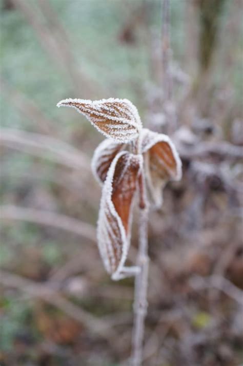 frosty nature FOXphotography Frosty, Dandelion, Winter, Nature, Flowers, Plants, Winter Time ...