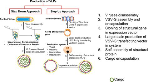 Emerging Biomedical Applications of the Vesicular Stomatitis Virus Glycoprotein | ACS Omega