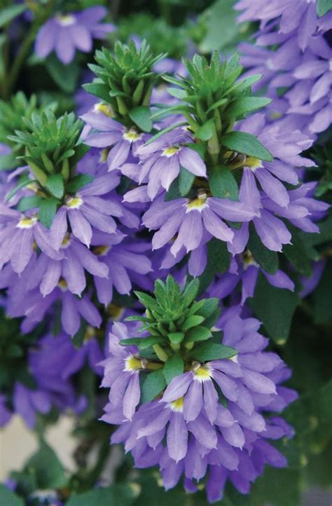 Scaevola aemula Fairy Blue | Lucas Greenhouses