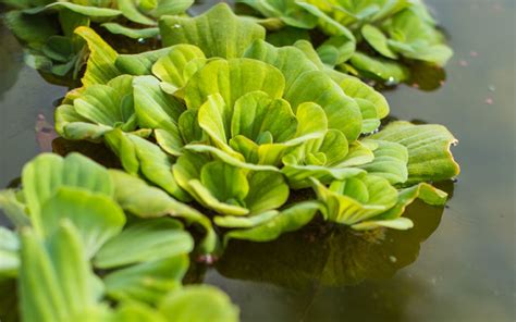 Water Lettuce - Care, Growth, Propagation, Light, Maintenance ...