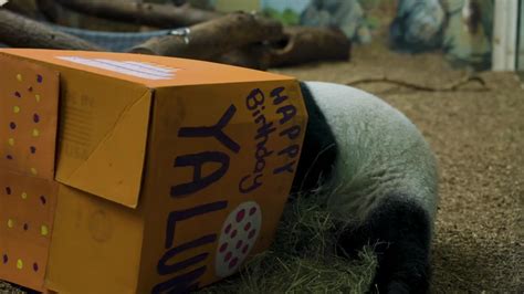 Giant Panda Twins Celebrate 5th Birthday at Zoo Atlanta