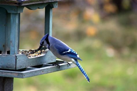 Blue Jay Feeders: 2022’s 5 Best Feeders! - Birdwatching Buzz