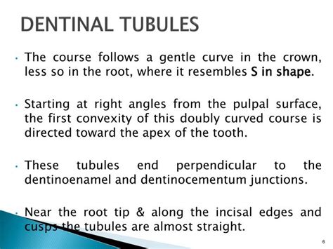 PPT - DENTIN PowerPoint Presentation - ID:835637