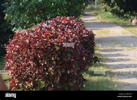 Beautiful Garden, Pinjore Stock Photo - Alamy