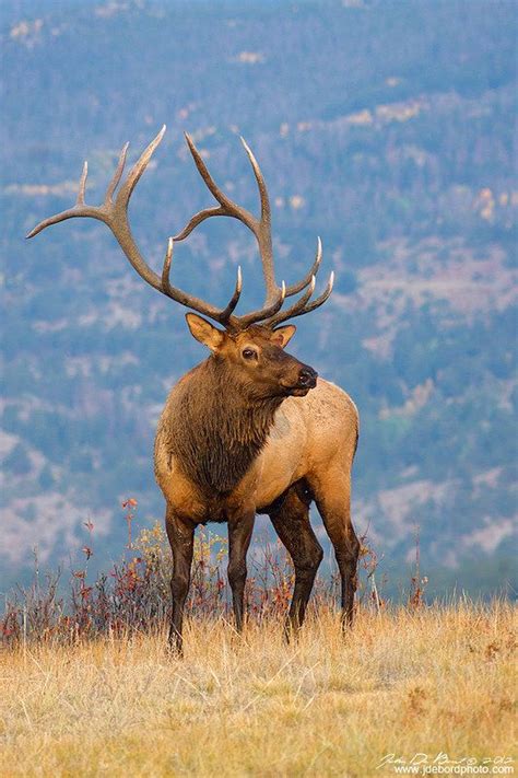 Pin on Elk pictures