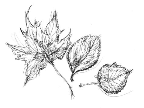 Realistic Leaf Drawing at GetDrawings | Free download