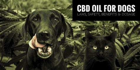 CBD Oil for Dogs — Laws, Safety, Benefits & Dosage