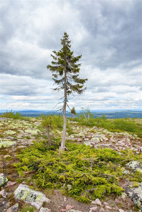 Old Tjikko a famous spruce tree known for the world's oldest tree Stock Photo | Adobe Stock