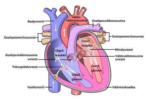 Anatomical Heart Labeled