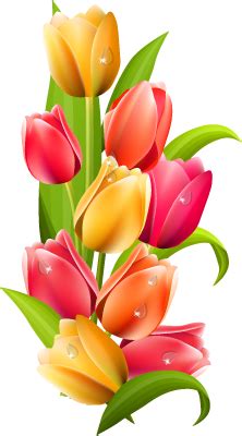 Tulip PNG image