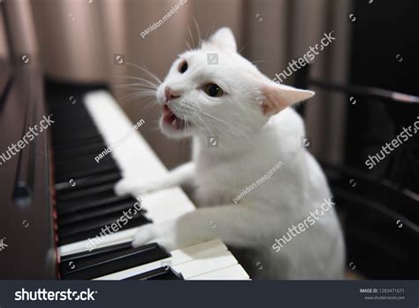 869 Cat playing piano Images, Stock Photos & Vectors | Shutterstock