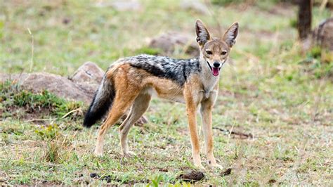 The Black-backed Jackal | Adumu Safaris