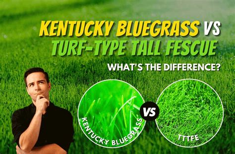 Kentucky Bluegrass And Tall Fescue: A Perfect Combination For Your Lawn ...