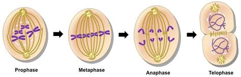 Pembelahan Sel Secara Mitosis