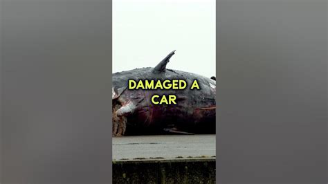 The "Exploding Whale" Incident #historyfacts - YouTube