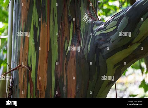 Rainbow Eucalyptus Eucalyptus deglupta) close-up multi-coloured bark New Zealand Stock Photo - Alamy