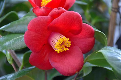 Korean Fire Camellia (Camellia japonica 'Korean Fire') in Lancaster ...