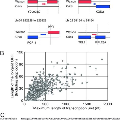 Transcription units in intergenic regions. (A) Examples of isolated ...