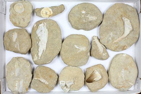 Flat: Cretaceous Marine Vertebrate Fossils - 13 Pieces (#96113) For Sale - FossilEra.com