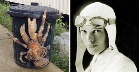 Meet The World’s Largest Land Crab That May Have Eaten Amelia Earhart Alive