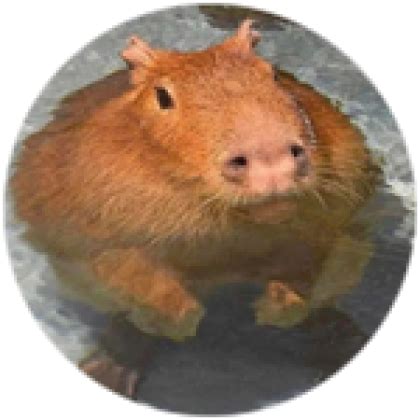 capybara - Roblox