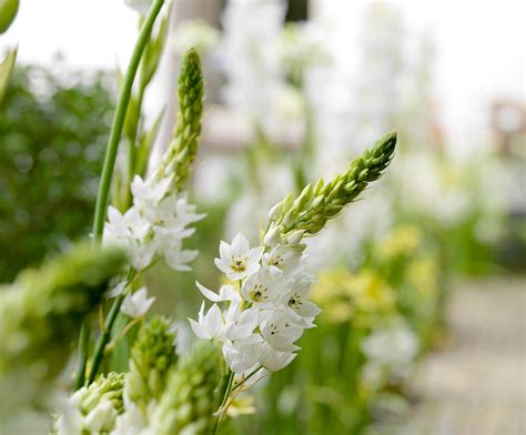 Ornithogalum: Las Estrellas de Belén que Embellecen la Primavera 2024 ...