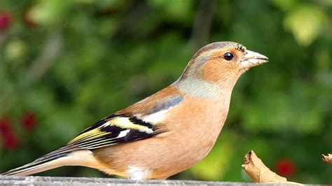 October Birding Trip To Langford Lakes | Birds, Bird Calls and Nature ...